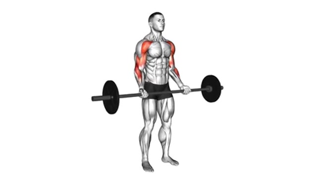 Тяговые сгибания со штангой