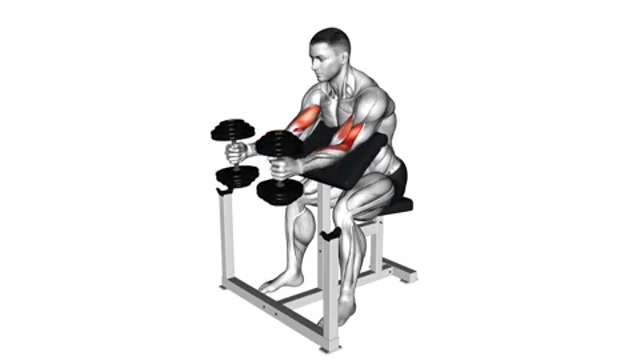 Молотковые сгибания на скамье Скотта