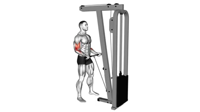 Сгибания рук на нижнем блоке